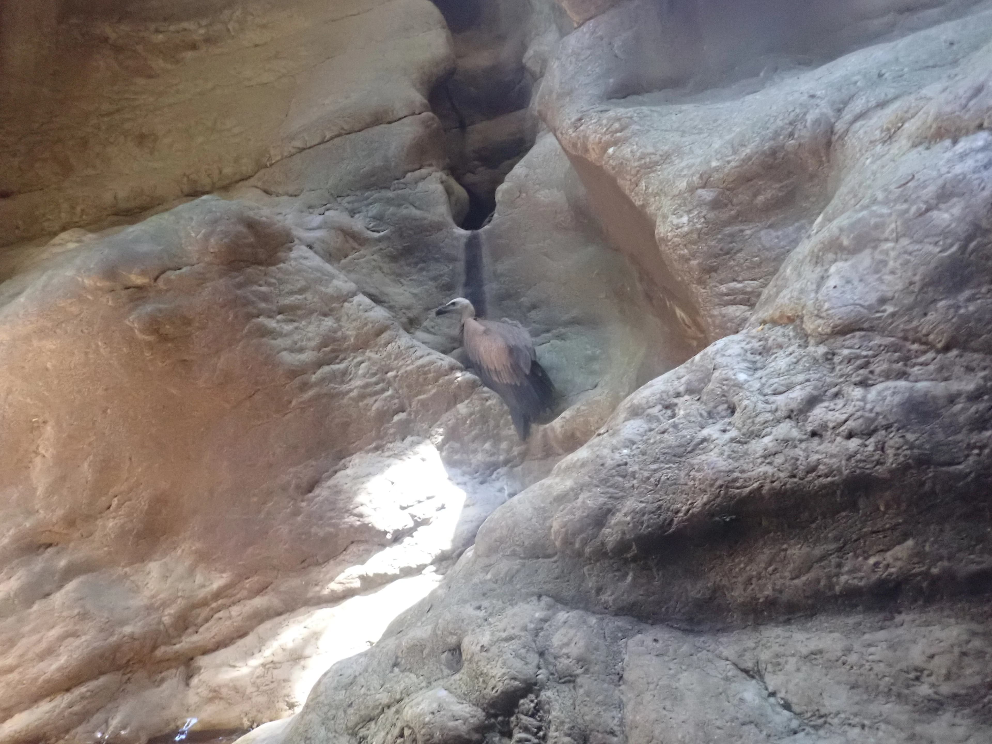 Buitreras canyon - Jumping into a natural pool in buitreras canyon